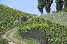 Spazierweg zum Strablegg-Leitner in der Südsteiermark