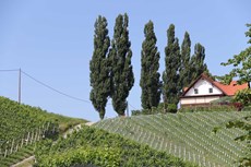 Kleiner Hügel dann Weingut auf der rechten Seite