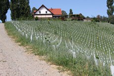 Lage Eichberg im Vordergrund Weingut und Buschenschank im Hintergrund