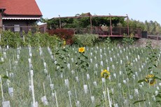 Weinreben Lage-Eichenberg und Sommerblumen