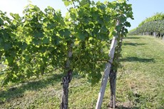 Rebstock mit Weinrebe in der Südsteiermark