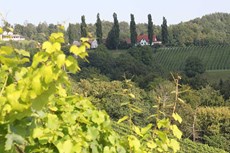 Weinbaugebiet der Südsteiermark