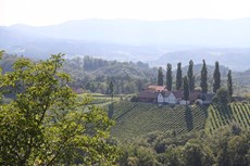 Weingut und Buschenschank im Horizont