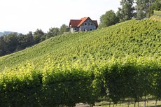 Weingut und Buschenschank Strablegg-Leitner auf einem Hügel