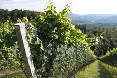 Foto von Rebstöcken ganz nah in der Südsteiermark