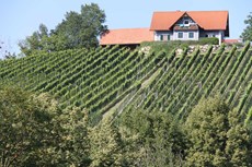 Strablegg-Leitner Weingut und Buschenschank in der Ferne